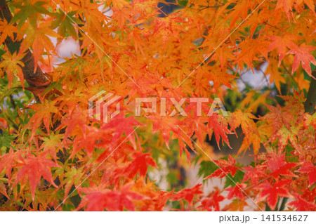 [琵琶湖疏水]美しい紅葉があたり一面を色鮮やかに染める。京都の穴場紅葉スポット 141534627