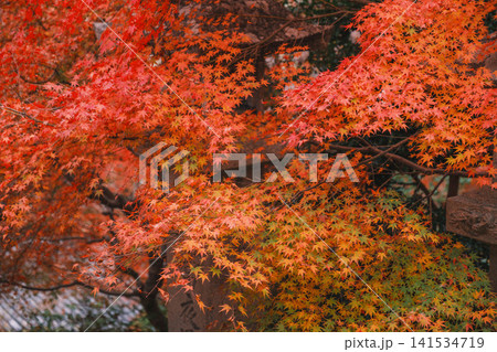 [長谷寺]真っ赤な紅葉が美しい！奈良の山奥にあるお寺の風景 141534719