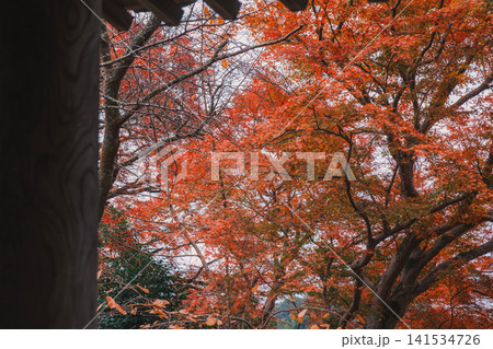 [長谷寺]真っ赤な紅葉が美しい！奈良の山奥にあるお寺の風景 141534726