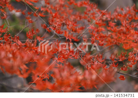 [長谷寺]真っ赤な紅葉が美しい！奈良の山奥にあるお寺の風景 141534731