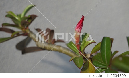 新生活をイメージする植物の新芽 141534809
