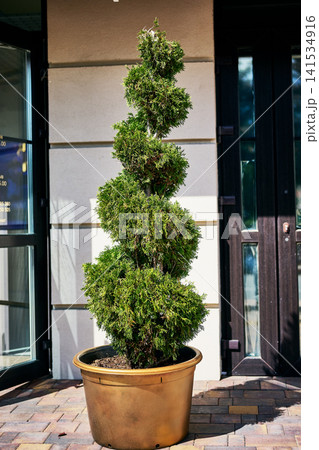 Green decorative plant pruned into a tall spiral pattern kept in a bronze container on a paved ground surface near a building entrance in daylight 141534916