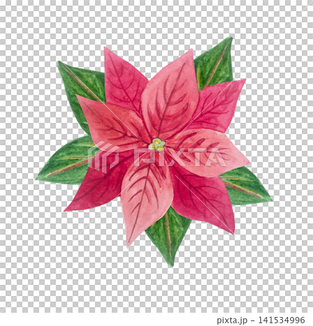 Red poinsettia flower, green leaves with detailed watercolor texture. Isolated hand drawn watercolor illustration of Christmas traditional winter plant element for festive holiday design Red poinsettia flower, green leaves with detailed watercolor texture. Isolated hand drawn watercolor illustration of Christmas traditional winter plant element for festive holiday design 141534996
