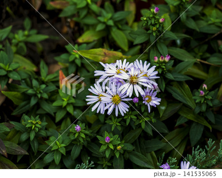 Lilac Bushy Aster Flowers Blooming in Autumn Garden Lilac Bushy Aster Flowers Blooming in Autumn Garden 141535065