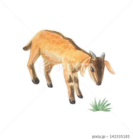 Watercolor cute brown baby nubian goat kid. Isolated hand drawn domestic farm animal illustration element for cottagecore country design. Realistic detailed rural livestock character drawing Watercolor cute brown baby nubian goat kid. Isolated hand drawn domestic farm animal illustration element for cottagecore country design. Realistic detailed rural livestock character drawing 141535185