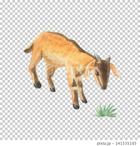 Watercolor cute brown baby nubian goat kid. Isolated hand drawn domestic farm animal illustration element for cottagecore country design. Realistic detailed rural livestock character drawing Watercolor cute brown baby nubian goat kid. Isolated hand drawn domestic farm animal illustration element for cottagecore country design. Realistic detailed rural livestock character drawing 141535185