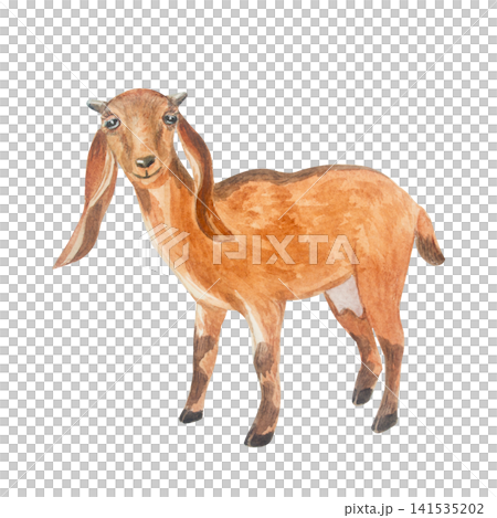 Watercolor rustic brown nubian goat standing. Isolated hand drawn domestic milch farm animal illustration element for cottagecore country design. Realistic detailed rural livestock drawing Watercolor rustic brown nubian goat standing. Isolated hand drawn domestic milch farm animal illustration element for cottagecore country design. Realistic detailed rural livestock drawing 141535202