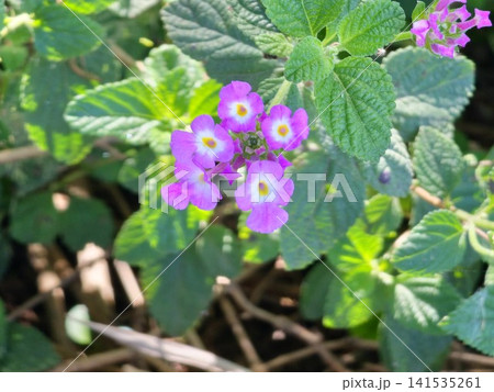 Close-Up of Purple Trailing Lantana Flowers and Textured Leaves 141535261