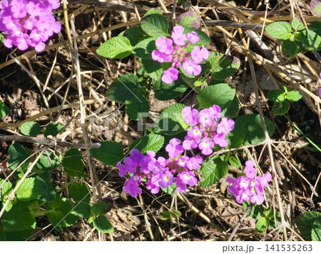 Purple Trailing Lantana Spreading Across Botanical Garden Bed 141535263