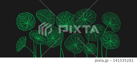 Centella asiatica leaves web banner Hand drawn linear style Gotu kola Asiatic pennywort herb pattern 141535281