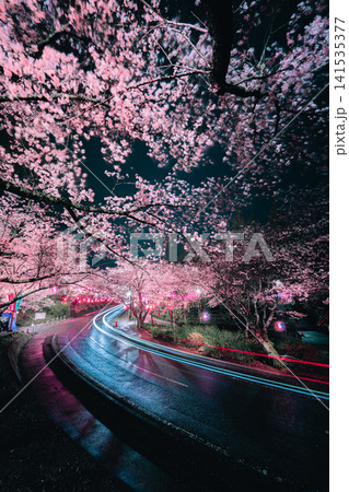 小見川城山公園の夜桜ライトアップと光跡が彩る春の夜景 小見川城山公園の夜桜ライトアップと光跡が彩る春の夜景 141535377