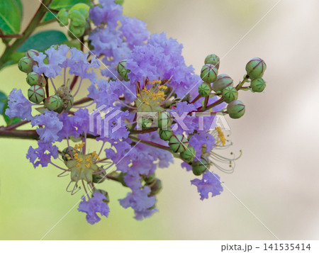 ミソハギ科サルスベリの花 ミソハギ科サルスベリの花 141535414