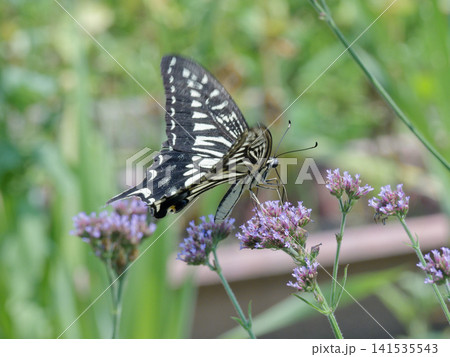 アゲハチョウ科ナミアゲハ夏型♀ アゲハチョウ科ナミアゲハ夏型♀ 141535543