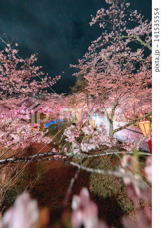 小見川城山公園の夜桜ライトアップと満開の桜並木 小見川城山公園の夜桜ライトアップと満開の桜並木 141535554