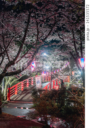 小見川城山公園の夜桜ライトアップと赤橋 小見川城山公園の夜桜ライトアップと赤橋 141535572