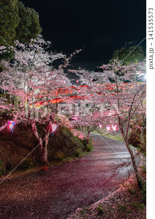 小見川城山公園の夜桜ライトアップと赤橋 小見川城山公園の夜桜ライトアップと赤橋 141535573