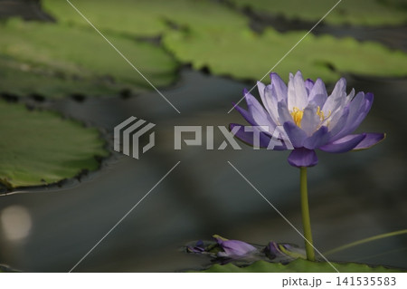 水生植物のスイレン 83 水生植物のスイレン 83 141535583