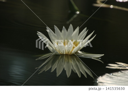水生植物のスイレン 130 水生植物のスイレン 130 141535630
