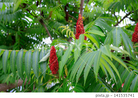 Sumac tree branches. Velvet drupe clusters and bright green foliage background. Red fruit cones on rhus shrub branches under soft daylight Sumac tree branches. Velvet drupe clusters and bright green foliage background. Red fruit cones on rhus shrub branches under soft daylight 141535741