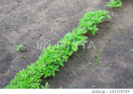 Seedlings in the ground. Young green shoots growing in rows in organic soil in the open ground. Natural plant growth Seedlings in the ground. Young green shoots growing in rows in organic soil in the open ground. Natural plant growth 141535744