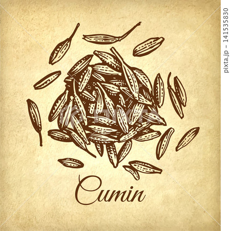 Cumin seeds. Spices ink sketch on old paper Cumin seeds. Spices ink sketch on old paper 141535830