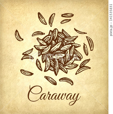 Caraway seeds. Spices ink sketch on old paper 141535831