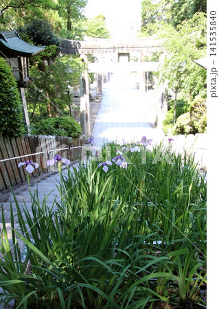 福津市の宮地嶽神社参道 福津市の宮地嶽神社参道 141535840