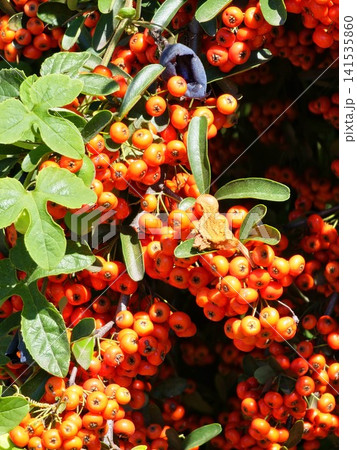 Dense Clusters of Orange Pyracantha angustifolia Berries Dense Clusters of Orange Pyracantha angustifolia Berries 141535860