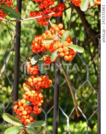 Fruiting Branch of Narrowleaf Firethorn with Orange Berries Fruiting Branch of Narrowleaf Firethorn with Orange Berries 141535861