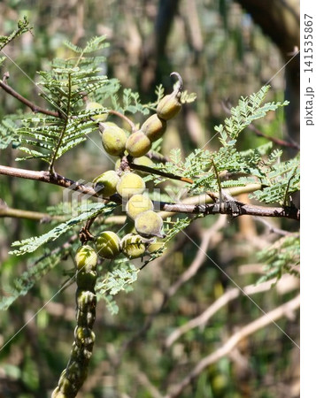 Young Green Seed Pods of Vachellia aroma on Thorny Branch Young Green Seed Pods of Vachellia aroma on Thorny Branch 141535867