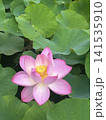 蓮の花 141535910
