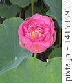 開花した蓮の花 141535911