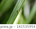 タテスジヒメジンガサハムシ 141535954