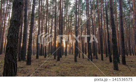 Pine forest with the last of the sun shining through the trees timelapse. Pine forest with the last of the sun shining through the trees timelapse. 141536575