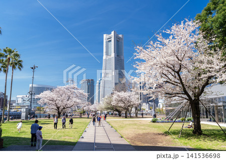 満開の桜が彩る汽車道と横浜みなとみらいの春の風景 満開の桜が彩る汽車道と横浜みなとみらいの春の風景 141536698