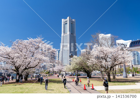 満開の桜が彩る汽車道と横浜みなとみらいの春の風景 満開の桜が彩る汽車道と横浜みなとみらいの春の風景 141536700