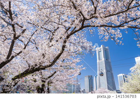満開の桜が彩る汽車道と横浜みなとみらいの春の風景 満開の桜が彩る汽車道と横浜みなとみらいの春の風景 141536703
