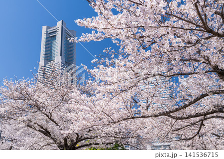 満開の桜が彩る汽車道と横浜みなとみらいの春の風景 満開の桜が彩る汽車道と横浜みなとみらいの春の風景 141536715