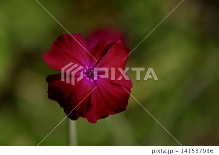 深く鮮やかな赤色の花 深く鮮やかな赤色の花 141537036