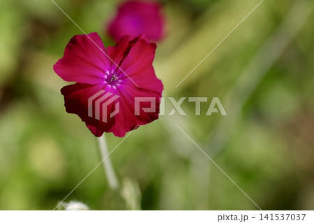 鮮やかな赤色の花のクローズアップ 鮮やかな赤色の花のクローズアップ 141537037