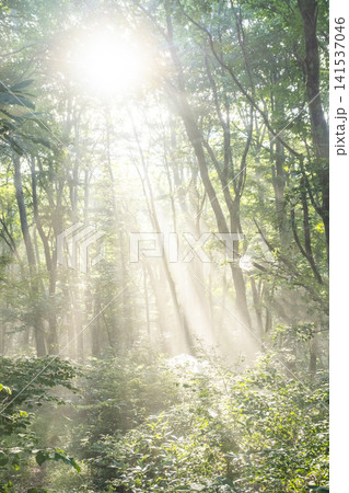 ブナの森に光芒が差し込む風景 大山鏡ヶ成 ブナの森に光芒が差し込む風景 大山鏡ヶ成 141537046