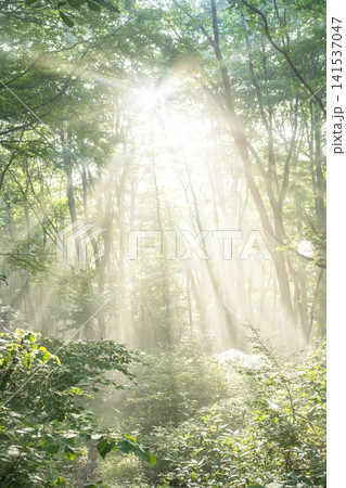 ブナの森に光芒が差し込む風景 大山鏡ヶ成 ブナの森に光芒が差し込む風景 大山鏡ヶ成 141537047