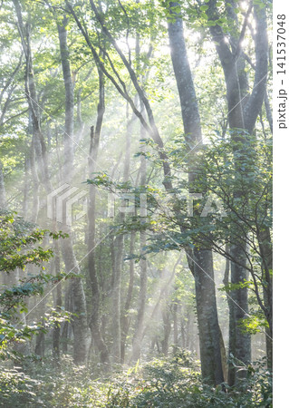 ブナの森に光芒が差し込む風景 大山鏡ヶ成 ブナの森に光芒が差し込む風景 大山鏡ヶ成 141537048