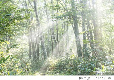 ブナの森に光芒が差し込む風景 大山鏡ヶ成 ブナの森に光芒が差し込む風景 大山鏡ヶ成 141537050