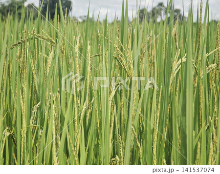 Fresh green rice panicles thriving in a fertile paddy field, symbolizing abundant harvest, sustainable agriculture, organic farming, rural landscape, healthy crops, natural growth, and food security. Fresh green rice panicles thriving in a fertile paddy field, symbolizing abundant harvest, sustainable agriculture, organic farming, rural landscape, healthy crops, natural growth, and food security. 141537074