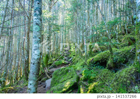 北八ヶ岳の西尾根登山道に広がる美しい苔むした原生林と木漏れ日 北八ヶ岳の西尾根登山道に広がる美しい苔むした原生林と木漏れ日 141537266