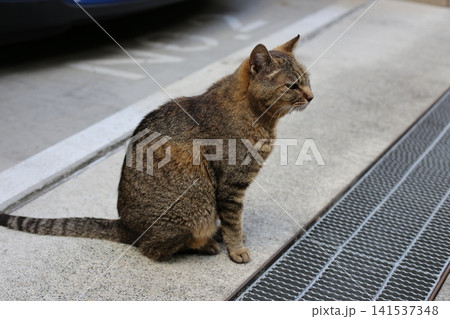 トラ猫 トラ猫 141537348