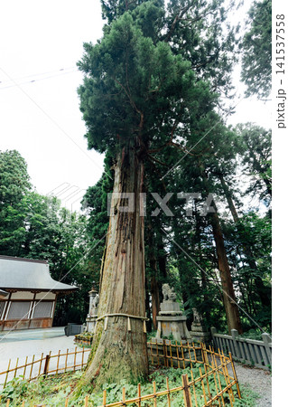 【長野市戸隠】戸隠神社　中社　御神木 141537558