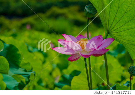 夏の陽射しに輝くピンク色の蓮の花 141537713