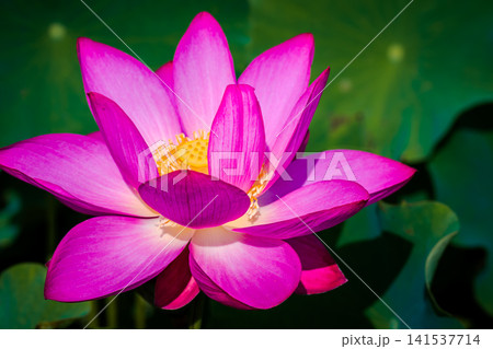 鮮やかに咲くピンク色の蓮の花のクローズアップ 鮮やかに咲くピンク色の蓮の花のクローズアップ 141537714